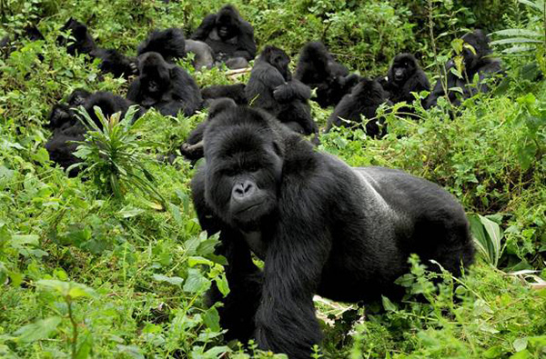 Rwanda and Uganda gorilla tours