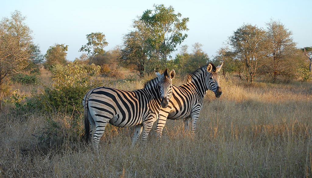 Bush Safari and Beach Holiday in South Africa and Mozambique