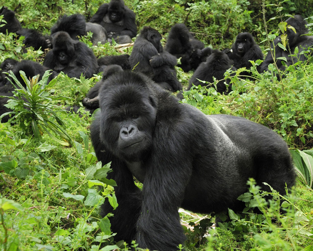 Uganda Gorilla Tour