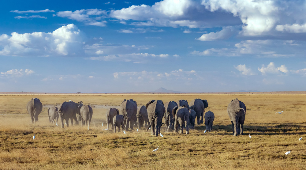 Mt Kenya Samburu Masai Mara Amboseli