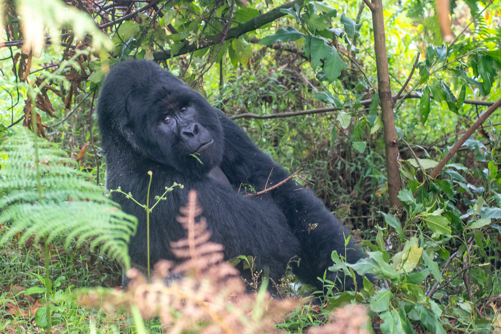 Gorilla Tracking - Uganda, Rwanda, Congo