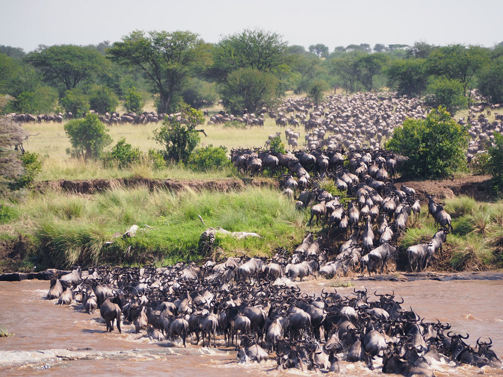 Migration Safari to Kenya and Tanzania