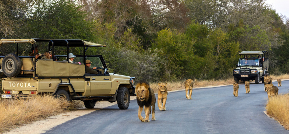 Kruger National Park and Cape Town Safari